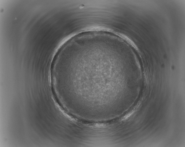 X0000080690839200612221050