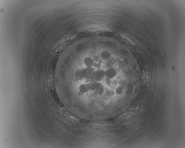 X0000080690917200612221049