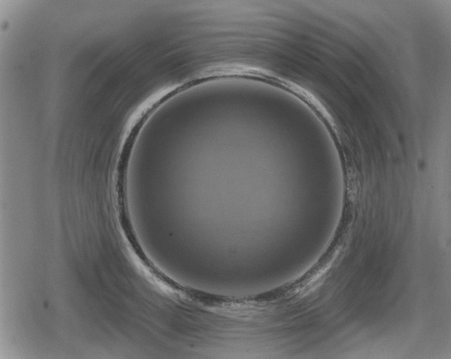 X0000080690995200612221048