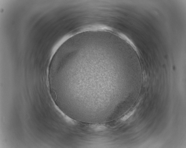X0000080691103200612221046