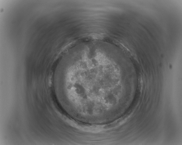 X0000080690032200612301500