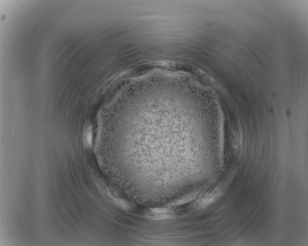 X0000080690095200612301500