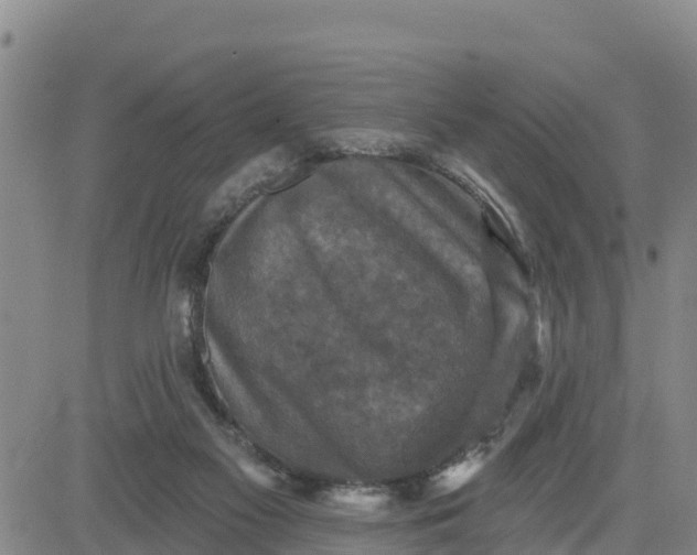 X0000080690117200612301459