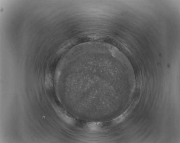 X0000080690136200612301459