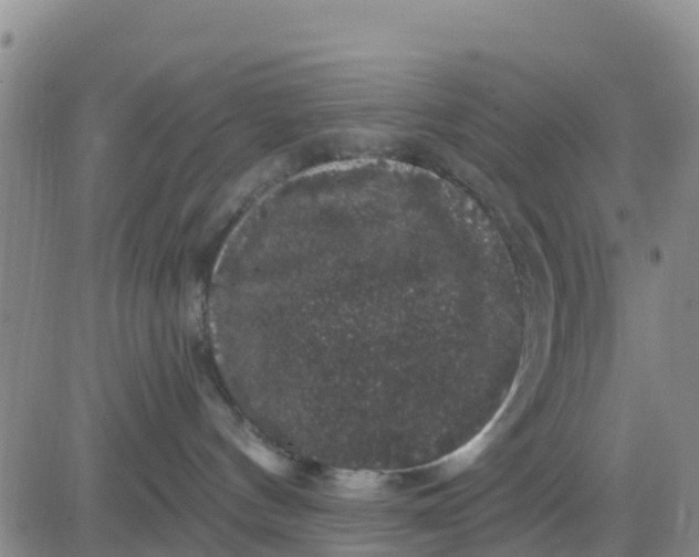 X0000080690144200612301459