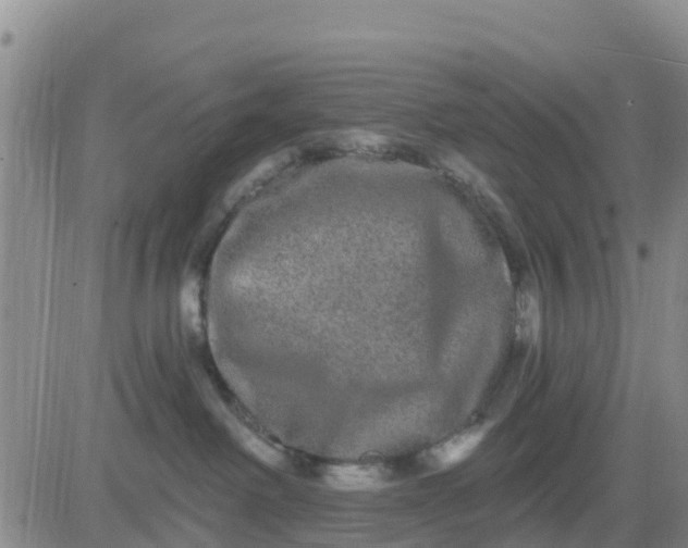 X0000080690238200612301457