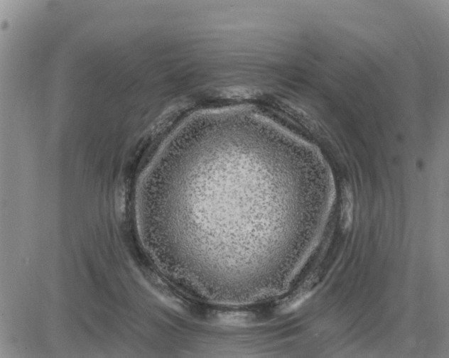 X0000080690268200612301457