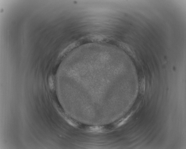 X0000080690335200612301455