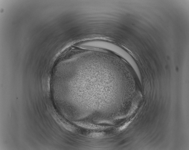 X0000080690350200612301455