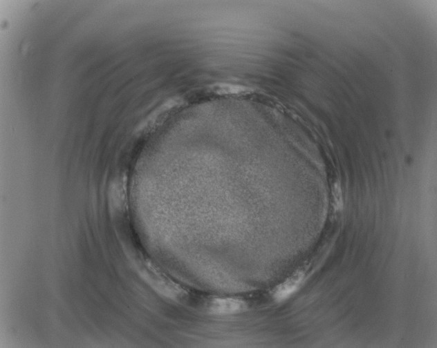 X0000080690376200612301455