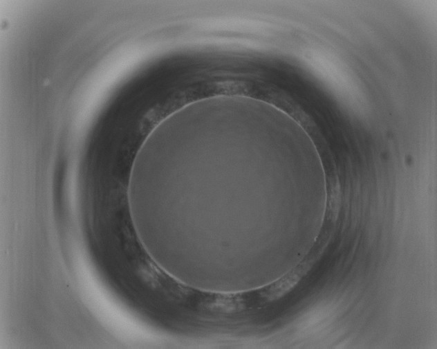 X0000080690383200612301455