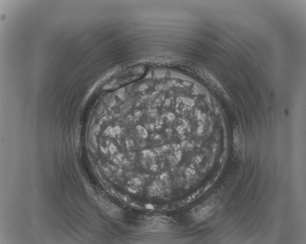 X0000080690396200612301454