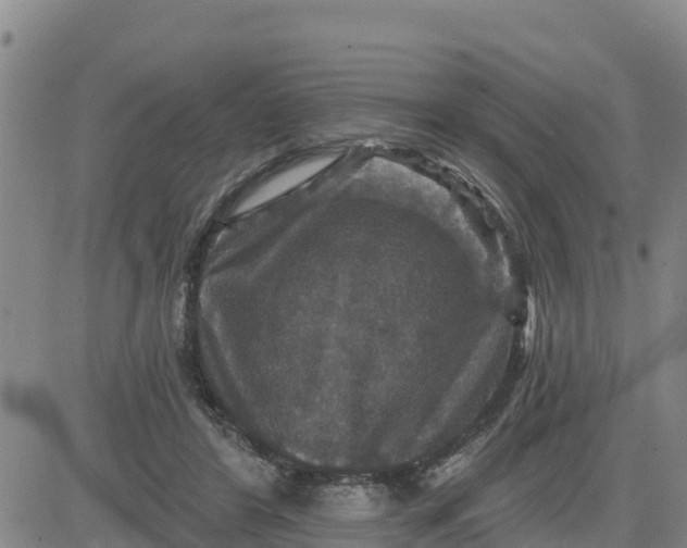 X0000080690404200612301454