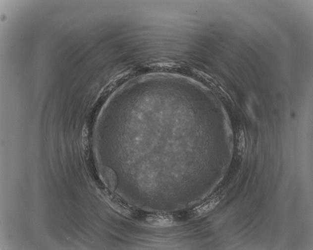 X0000080690559200612301452