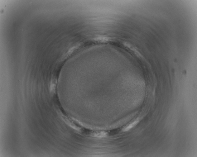 X0000080690576200612301452