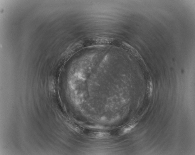 X0000080690663200612301451