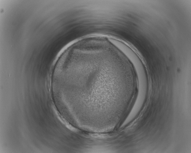 X0000080690862200612301448