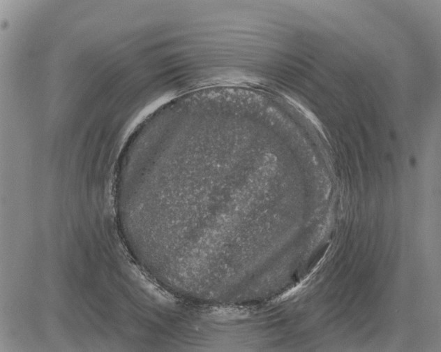 X0000080691026200612301444