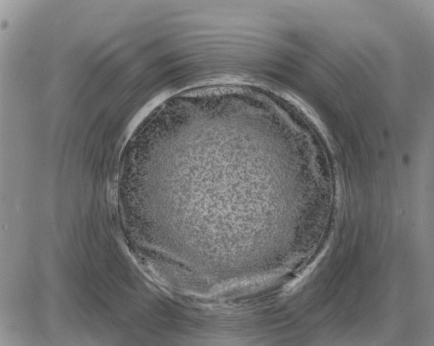 X0000080691097200612301443