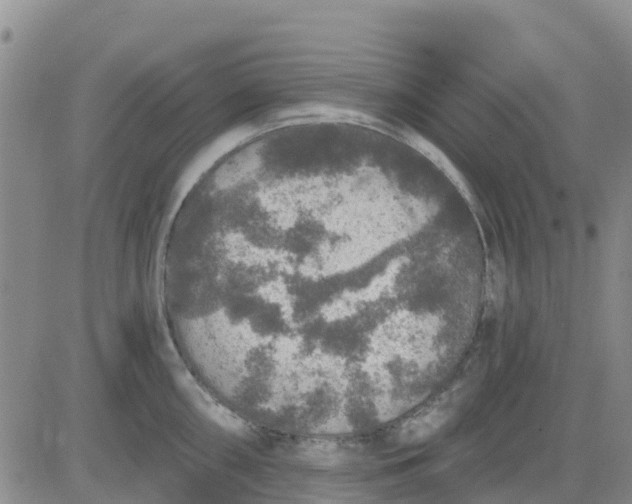 X0000080691098200612301443