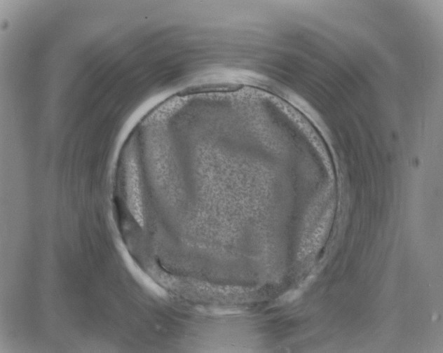 X0000080691152200612301443