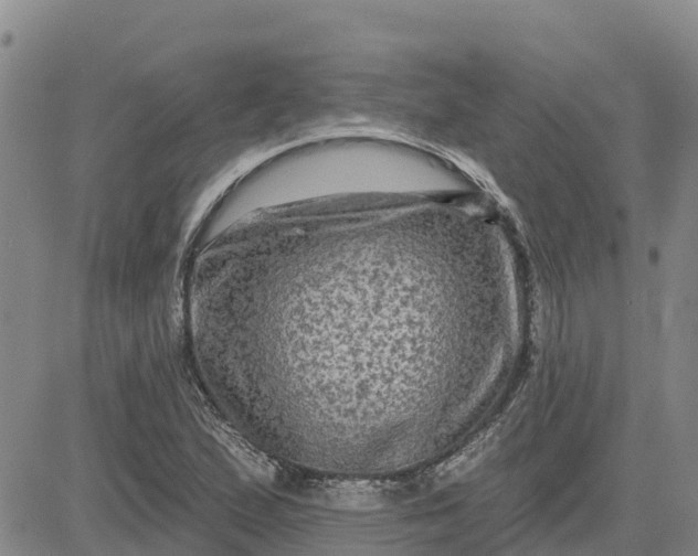 X0000080691167200612301442