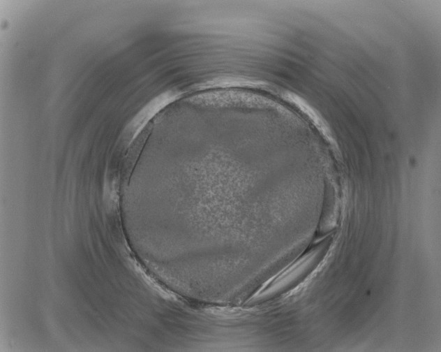 X0000080691185200612301442