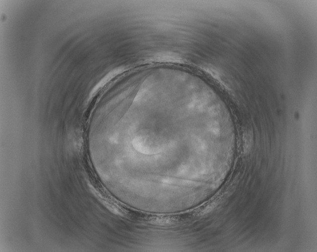 X0000080691266200612301440