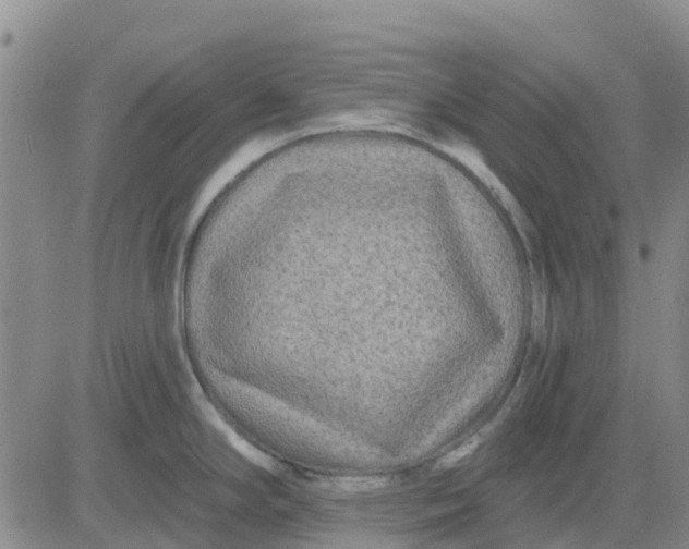 X0000080691294200612301440