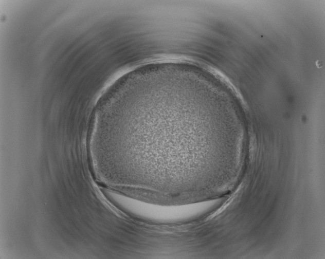 X0000080691417200612301438