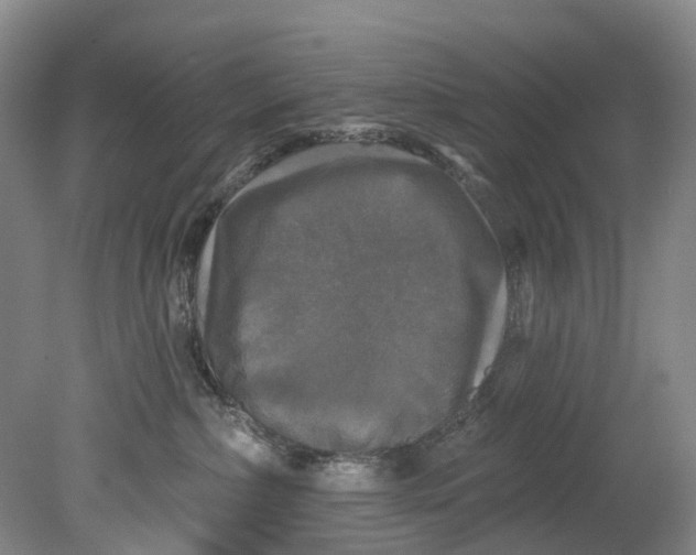 X0000080690236200701051108