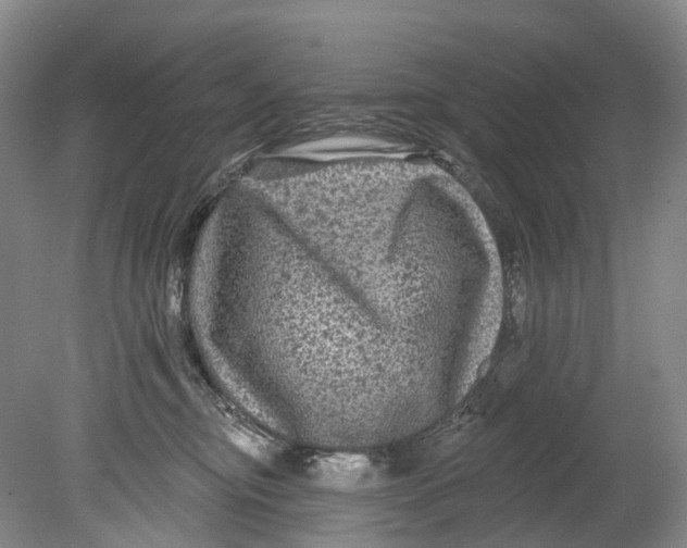 X0000080690374200701051106