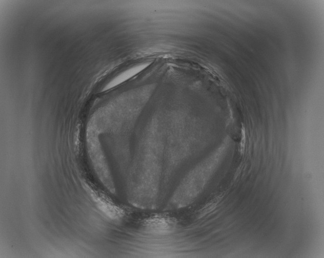 X0000080690404200701051105