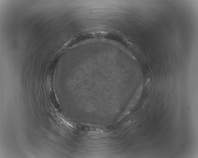 X0000080690772200701051059