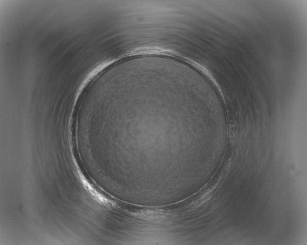 X0000080690995200701051055