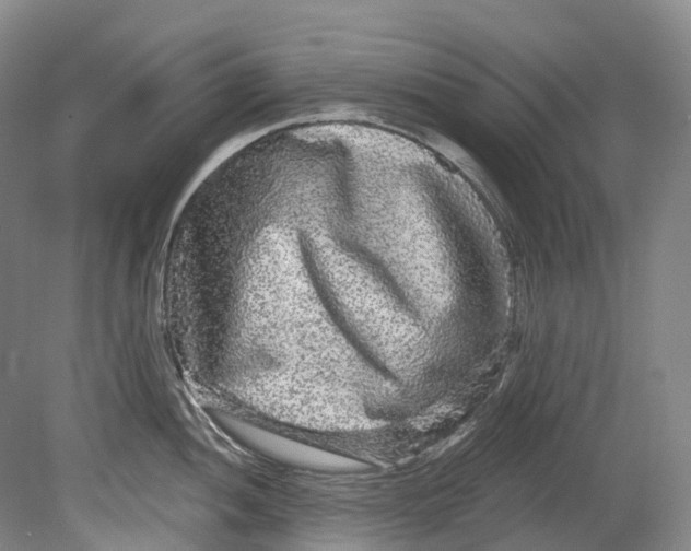 X0000080691052200701051055