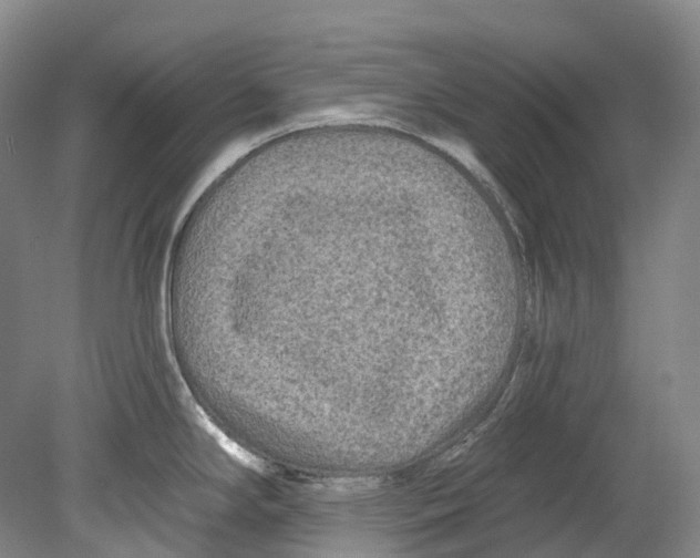 X0000080691294200701051050