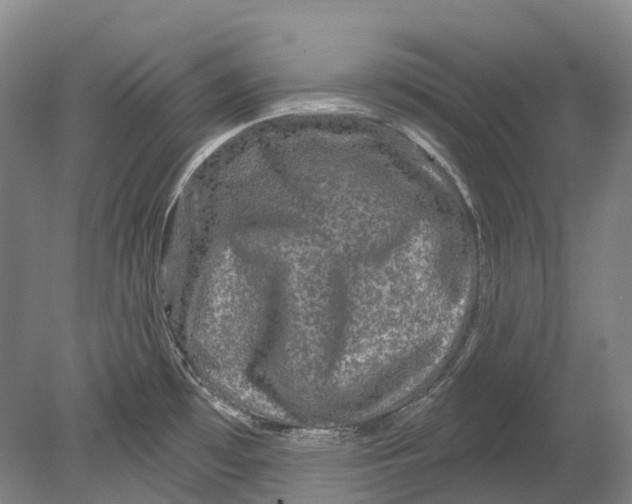 X0000080691481200701051047