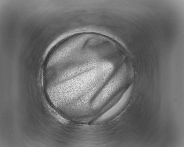 X0000080691510200701051046