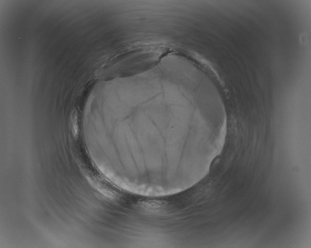 X0000080690069200701121736