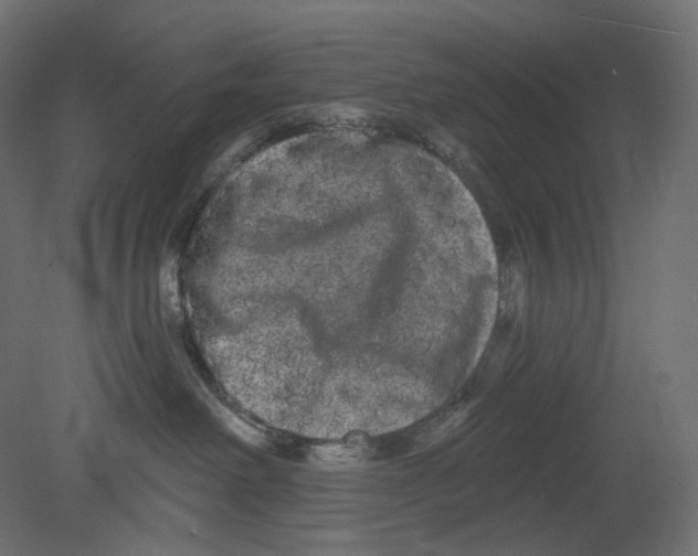 X0000080690238200701121733