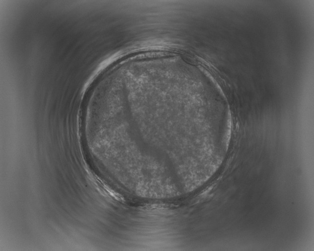 X0000080690244200701121732