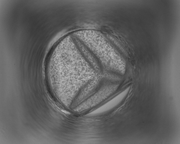 X0000080690246200701121732