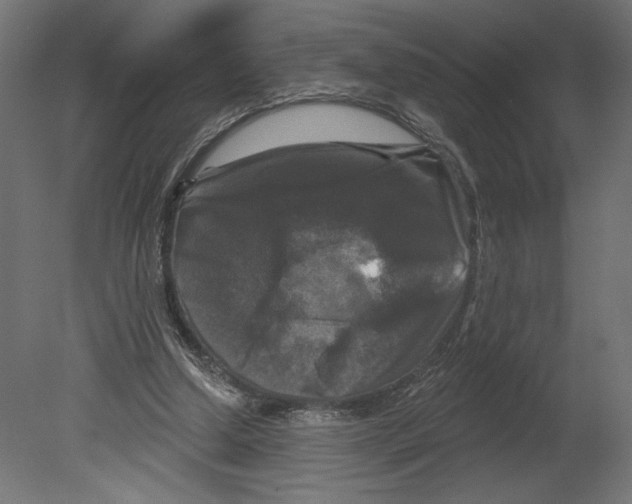 X0000080690250200701121732