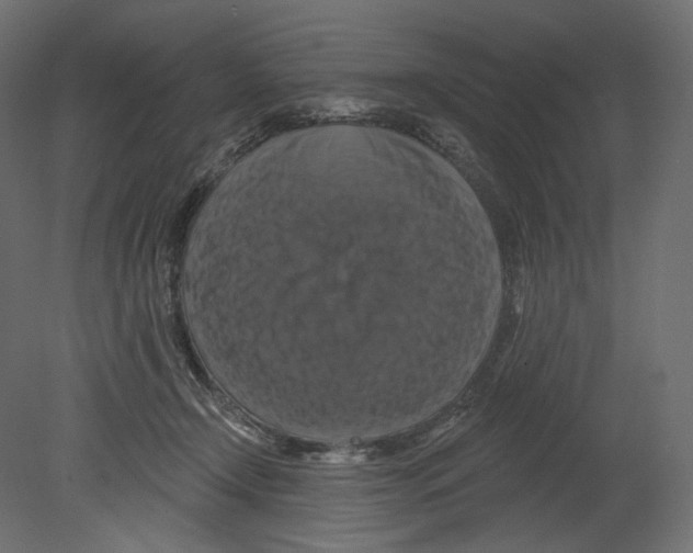 X0000080690366200701121731