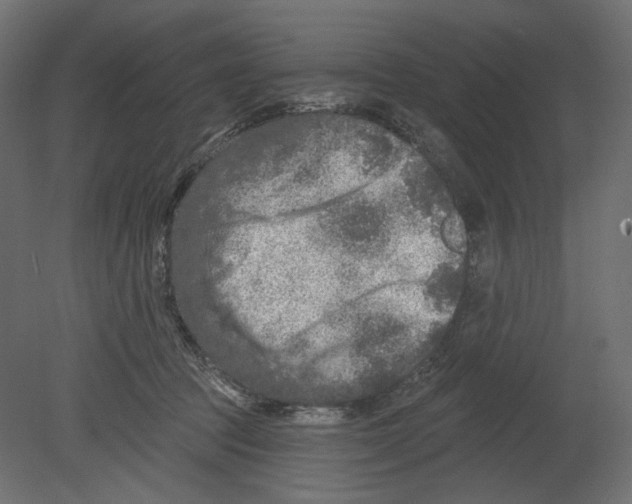 X0000080690369200701121731