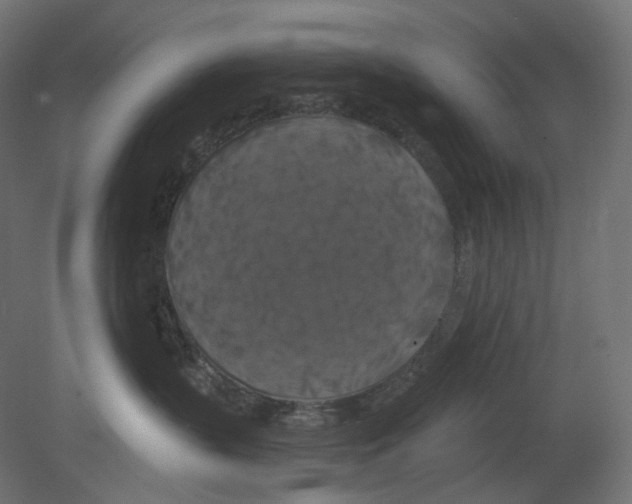 X0000080690383200701121731