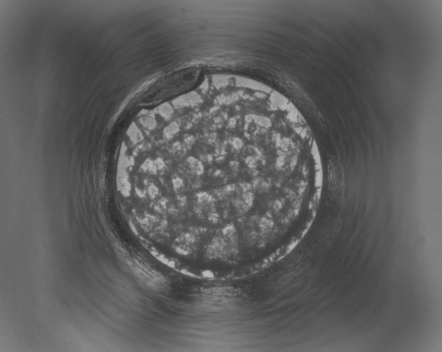 X0000080690396200701121730