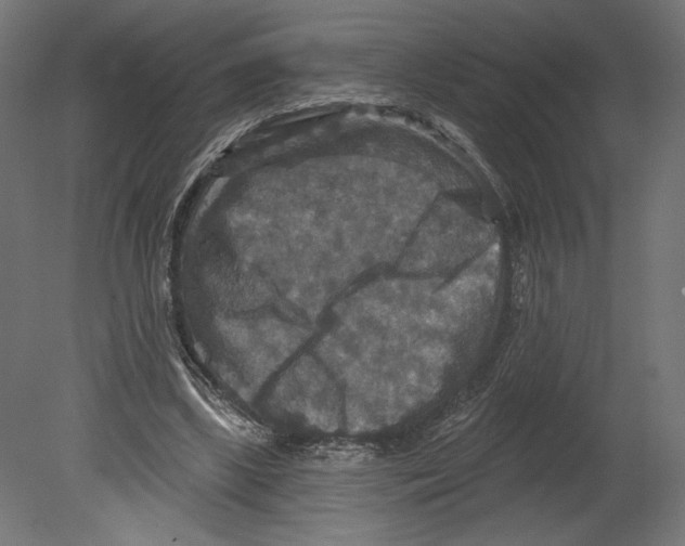 X0000080690443200701121729