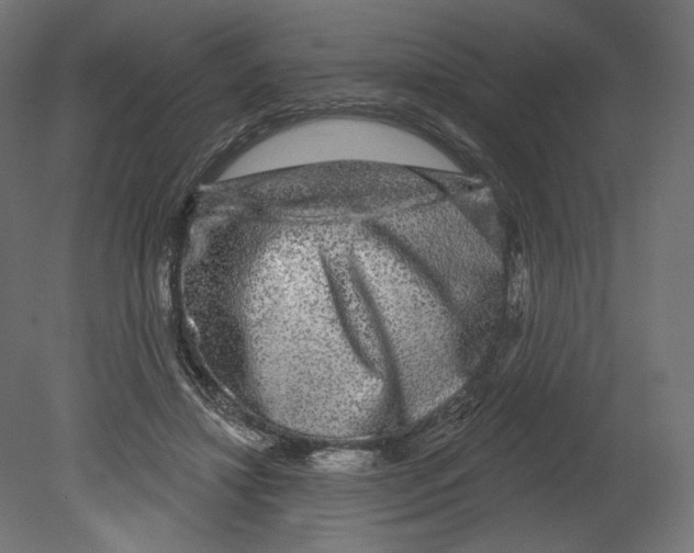 X0000080690452200701121729